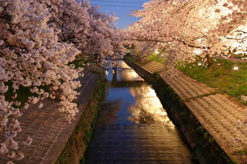 真ん中に川が流れており、川の両岸には桜が咲き誇っていて右側の桜がライトアップされている写真