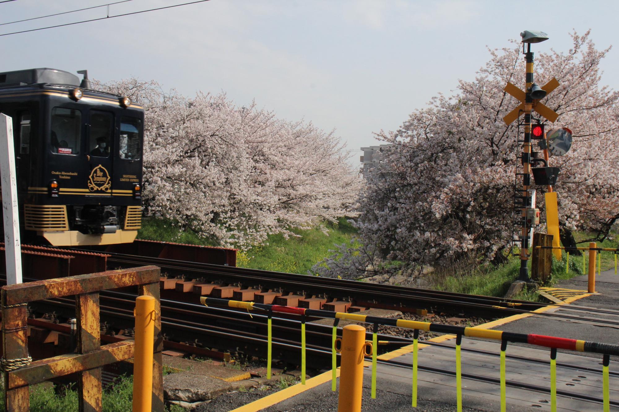 写真の奥には桜並木が広がっており、手前には踏切と左から青い電車が走ってくる様子の写真