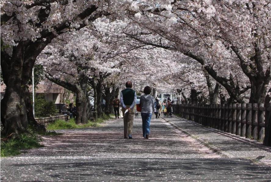 桜のトンネルができている道の真ん中に夫婦二人が背を向けて立っている写真