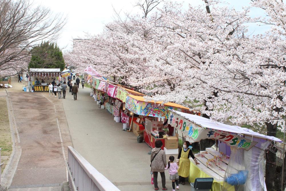 真ん中に道が通っていて右側には露店と桜並木が続いており、道を人が歩いている写真