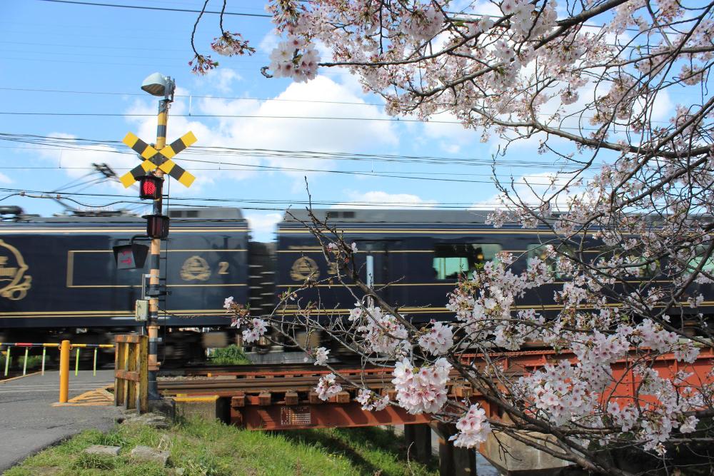 青い電車が左から右へ走っており、電車の右手前には静かに桜が佇んでいる写真