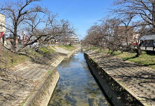 開花前の桜