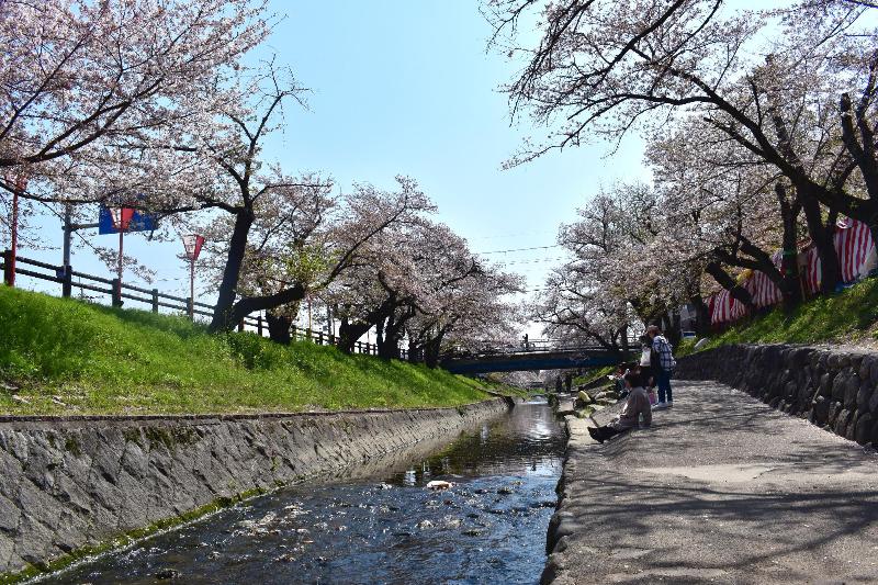 真ん中に川が流れており、川の両岸には桜が咲き誇っていて川の右側には花見をする人がいる遊歩道がある写真