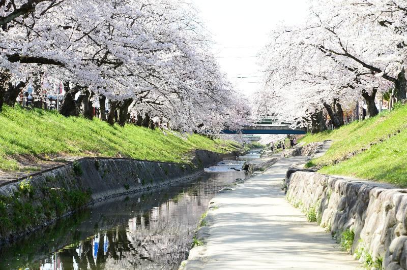 真ん中に川が流れており、川の両岸には桜が咲き誇っていて川の右側には遊歩道がある写真