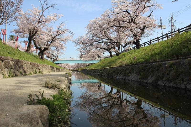 真ん中に川が流れており、川の両岸には桜が咲き誇っていて川の左側には遊歩道がある写真