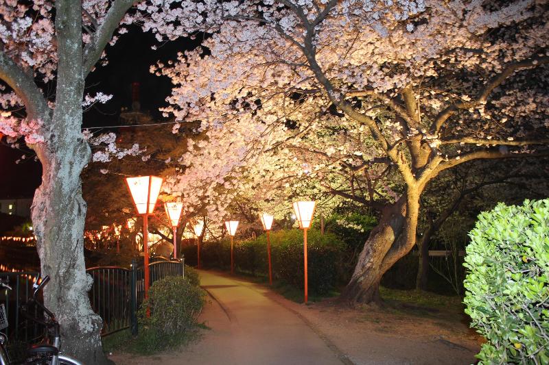 真ん中に道が通っており、道の両脇にはぼんぼりが灯っていて右側に咲いている桜並木を照らしている幻想的な夜桜の写真