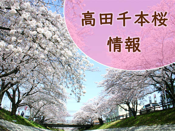 高田千本桜開花状況