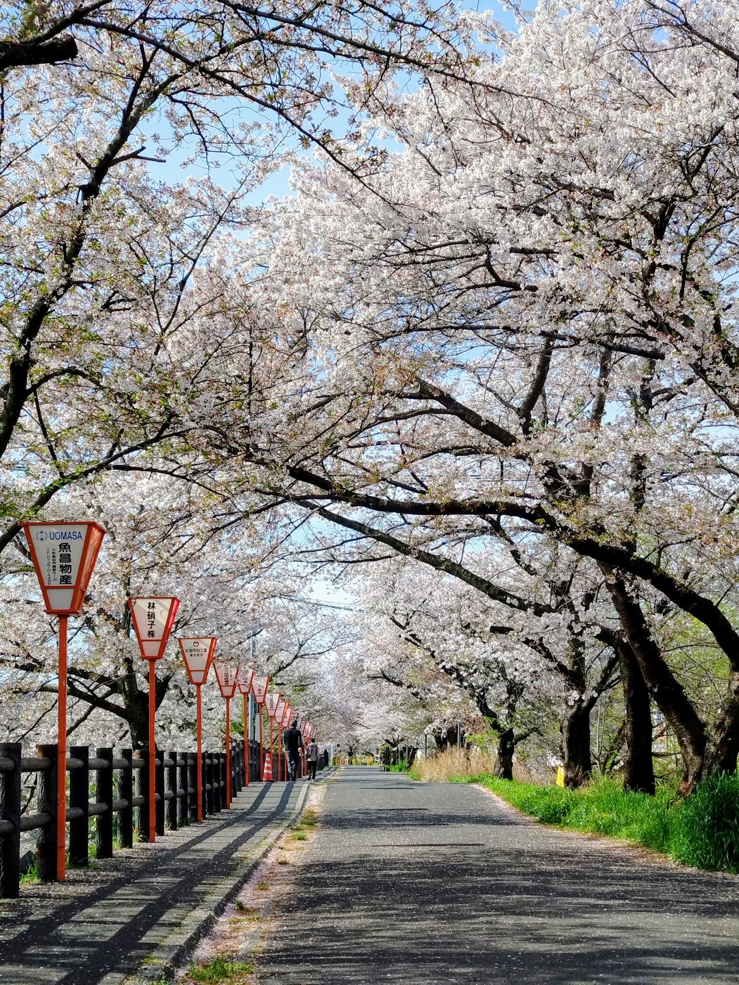 市立病院東側の桜並木のアーチ