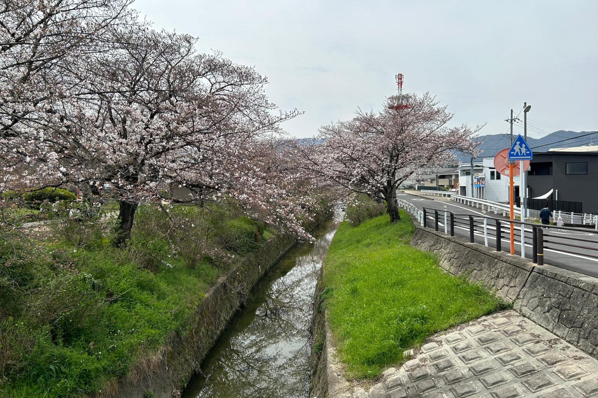 川沿いの桜