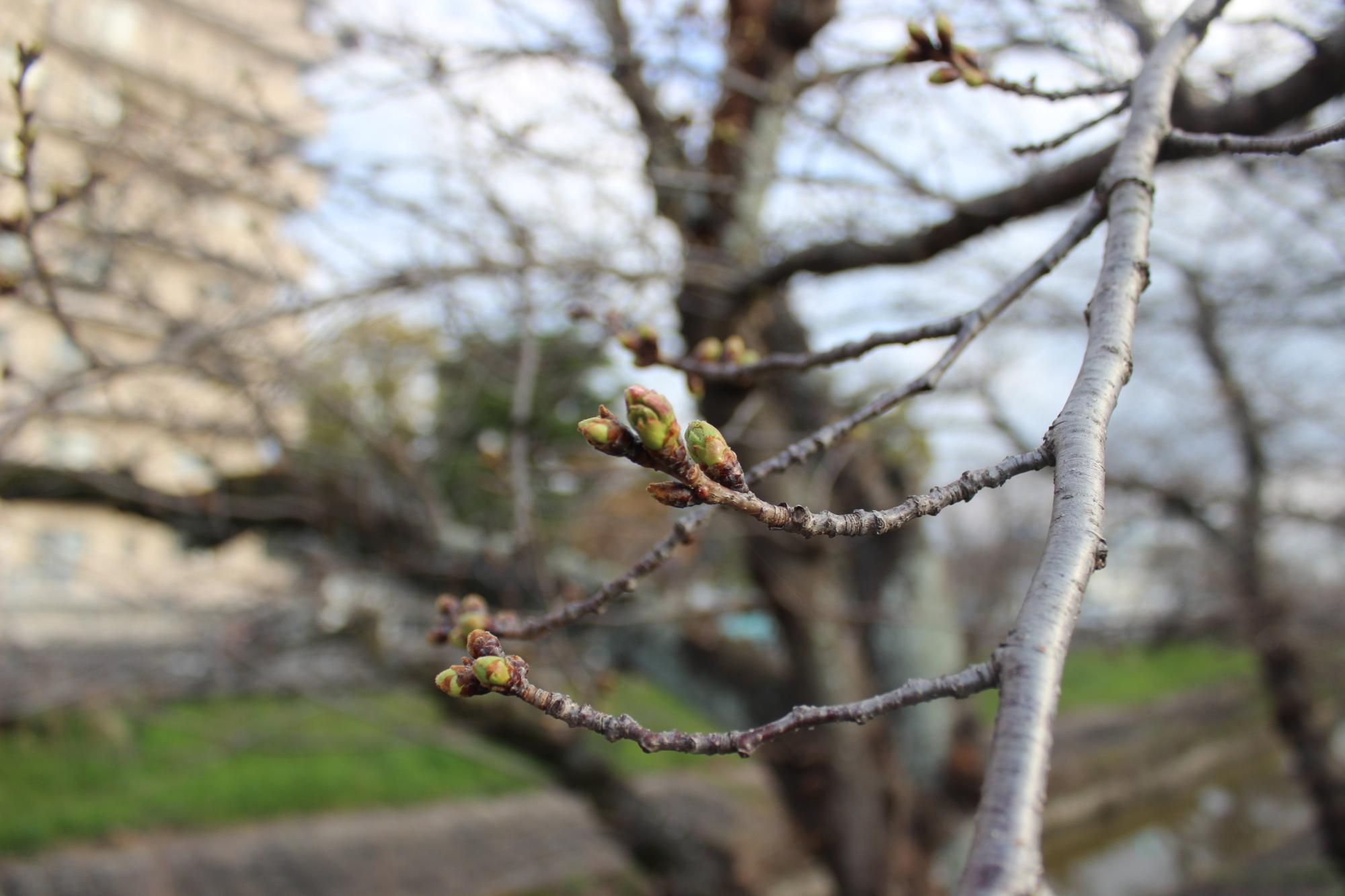 高田千本桜のつぼみをアップにした写真。
