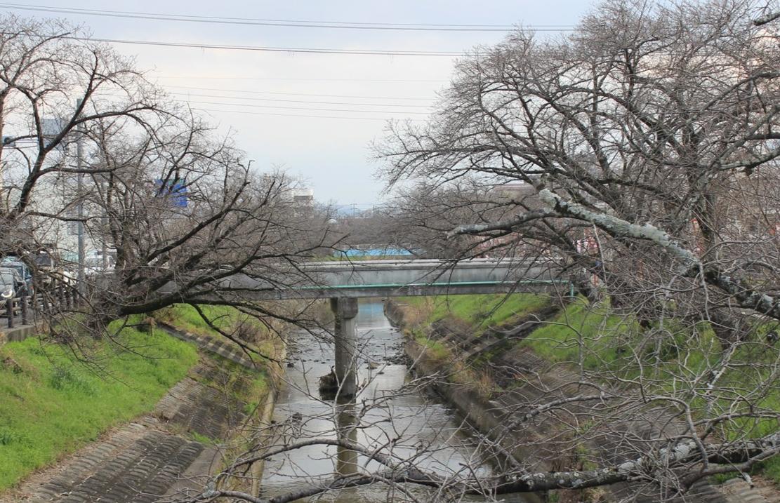高田げんき橋から高田千本桜を撮影した写真。まだ全体的に花は咲いておらず、つぼみの状態。