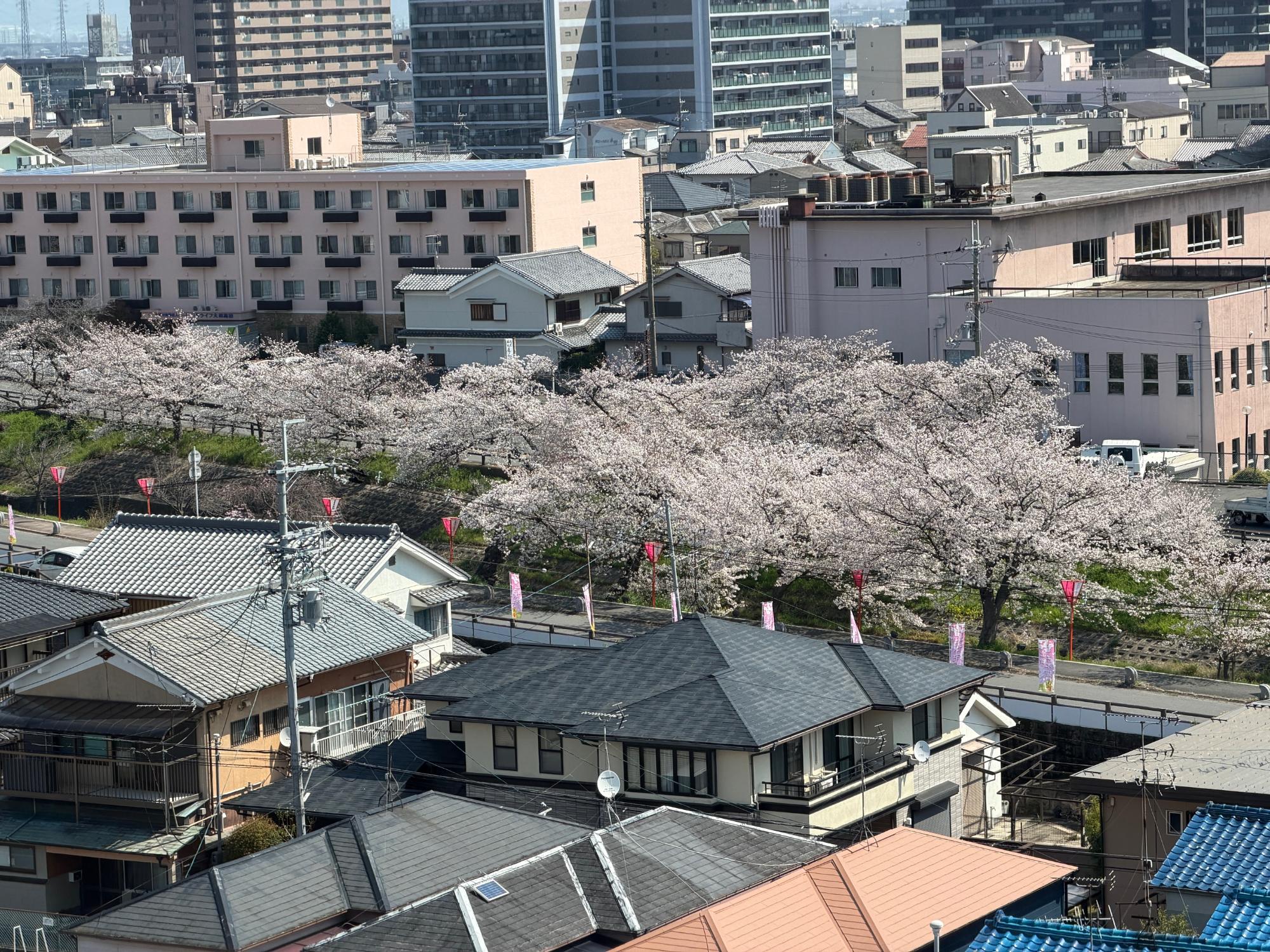 市役所から見える 桜並木
