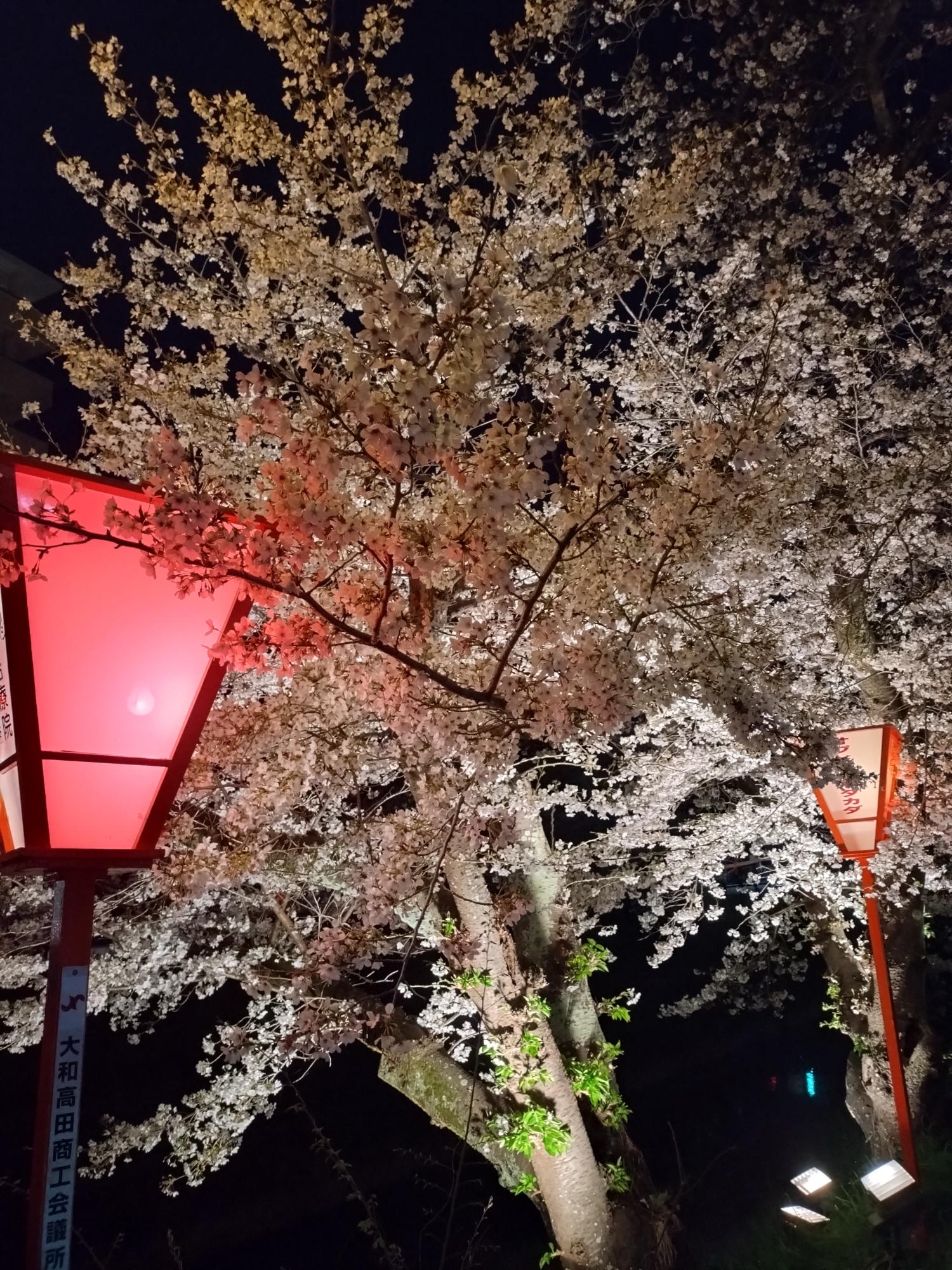 大和高田千本桜